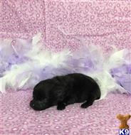 pomeranian puppy posted by Rhonda Wallace
